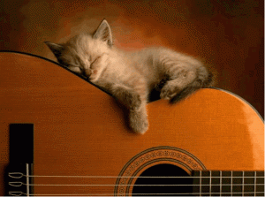 Bluegrass kitty